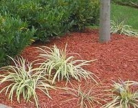 mulch