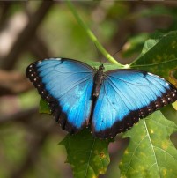 fairchild-Blue Morpho Butterfly