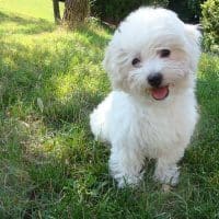dog-312904_640