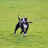 dog-314300_640