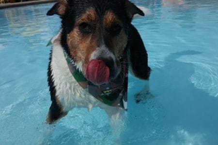 dog-in-pool