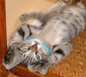 derek Derek the kitten believe he is funny enough to inspire a poem or two.
