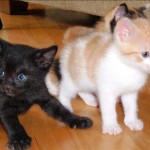 Free or low-cost cat spaying and neutering