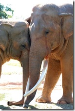 zoomiamielephants