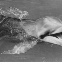 flipper
