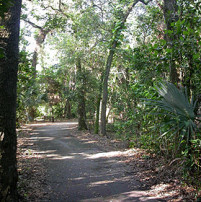 Enchanted_Forest