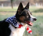 Tips for July 4th pet safety