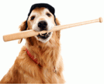 baseball-dog