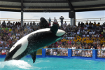 Miami Seaquarium offer
