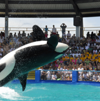 Miami Seaquarium offer