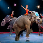 Ringling Bros. and Barnum & Bailey circus: Built to Amaze discount