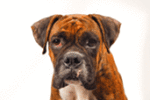 Adopt a pet at half price every Wednesday