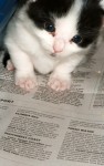 Free cat spaying and neutering in Miami Beach twice a month