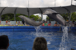 Seaquarium free for teachers this weekend