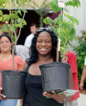 Free trees for Miami-Dade residents