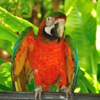 jungle-island-parrot