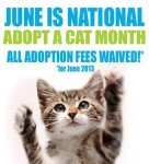 Free pet adoptions in June for cats, some dogs