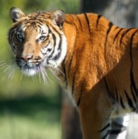 zoo-miami-tiger