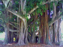Free bike tour through Coconut Grove