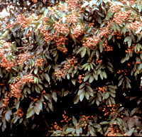 longan-free-trees