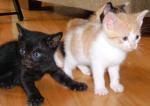 Discount spay and neuter for cats and dogs