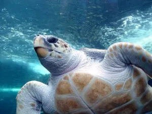 Loggerhead Marinelife Center, Juno Beach