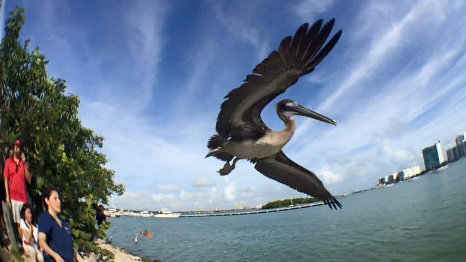 Free pelican release and behind-the-scenes tour - Miami on the Cheap