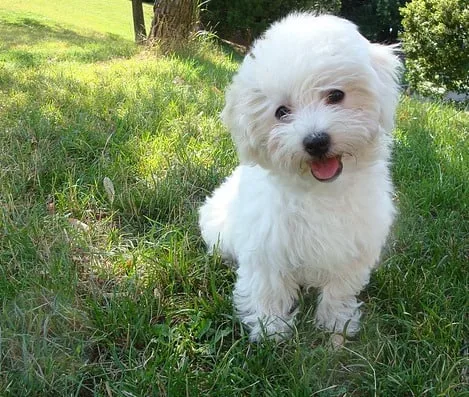 Free & cheap dog-friendly parks in Miami-Dade
