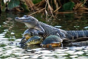 Everglades Fauna