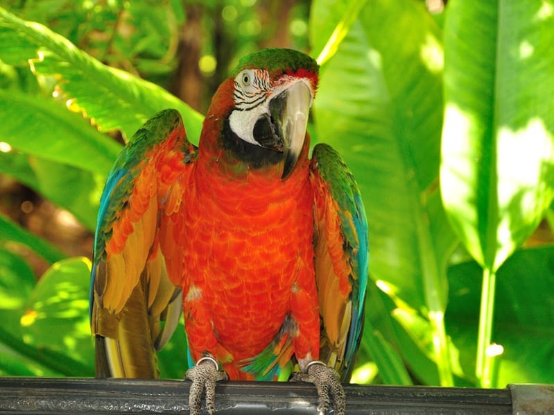 parrot jungle