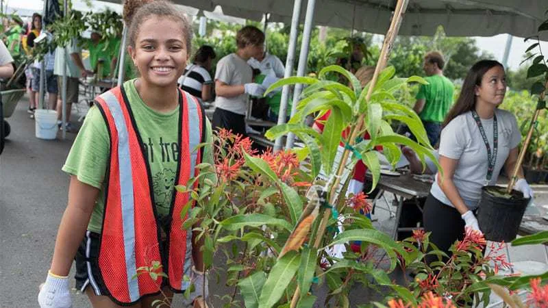 Free trees offered in Miami-Dade giveaway