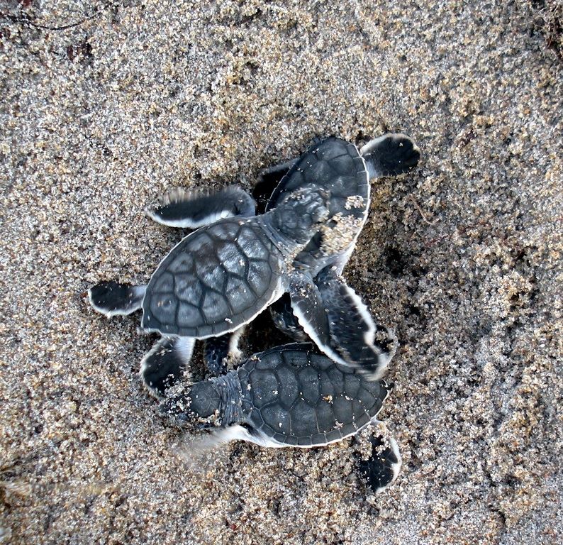 Nature excursion: Entry to Gumbo Limbo in Boca is free - South Florida ...