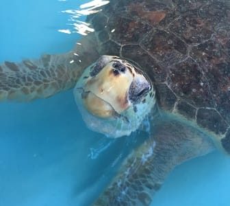 Gumbo Limbo Nature Center, Boca Raton