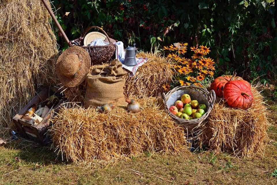 Fall harvest festivals popping up around Miami - Miami on the Cheap