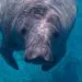Manatee Lagoon