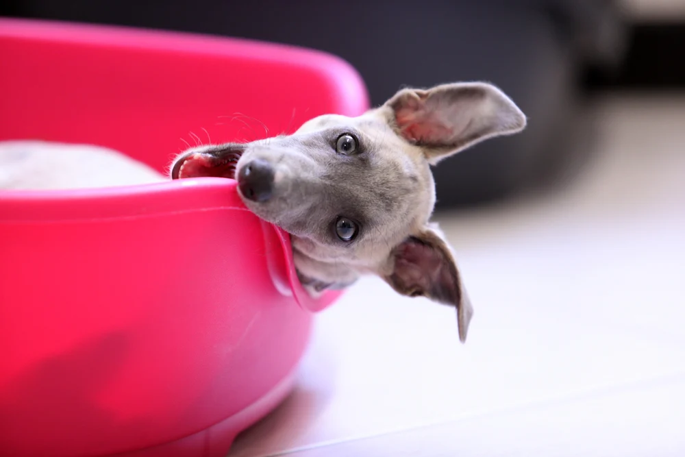Doggie dining: South Florida restaurants with special pet menus