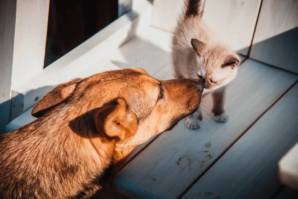 Hurricane prep for pets: Have your supplies?
