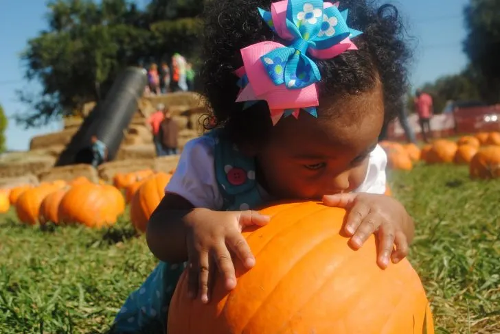 knaus berry farm pumpkin patch