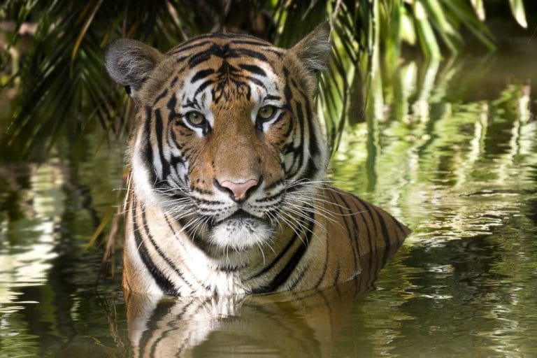 Free Palm Beach Zoo Admission For Kids In June July Free Palm Beach Zoo Admission For Kids In June July