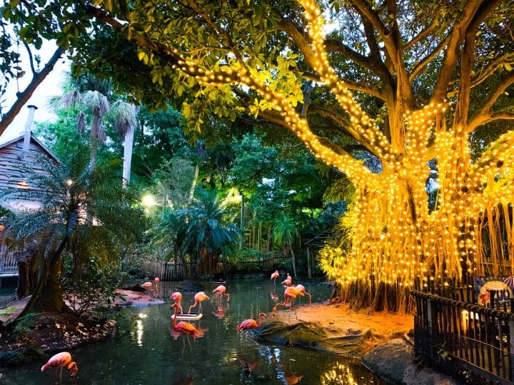 Zoo Lights twinkling at Palm Beach Zoo LaptrinhX / News