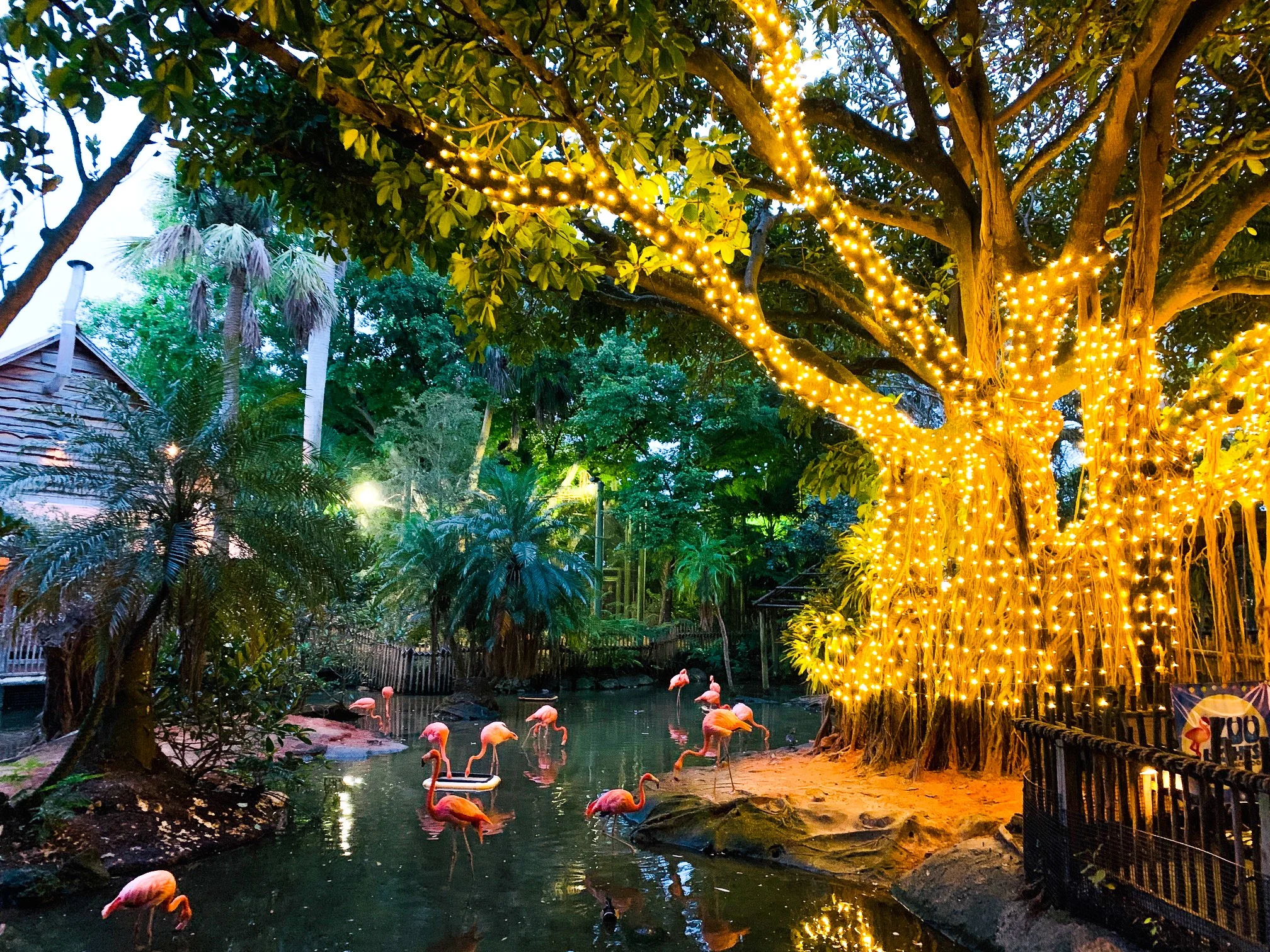 Zoo Lights has advance discounts on certain days, Palm Beach Zoo
