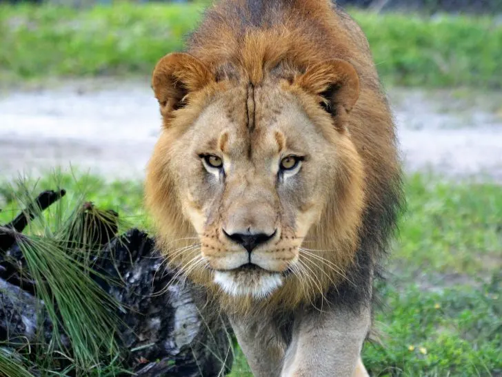 lion safari code