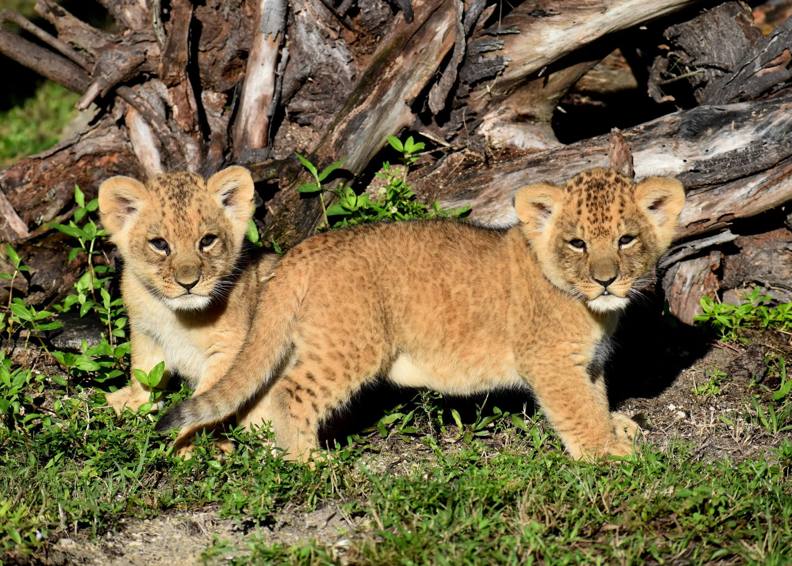 Lion Country Safari deal