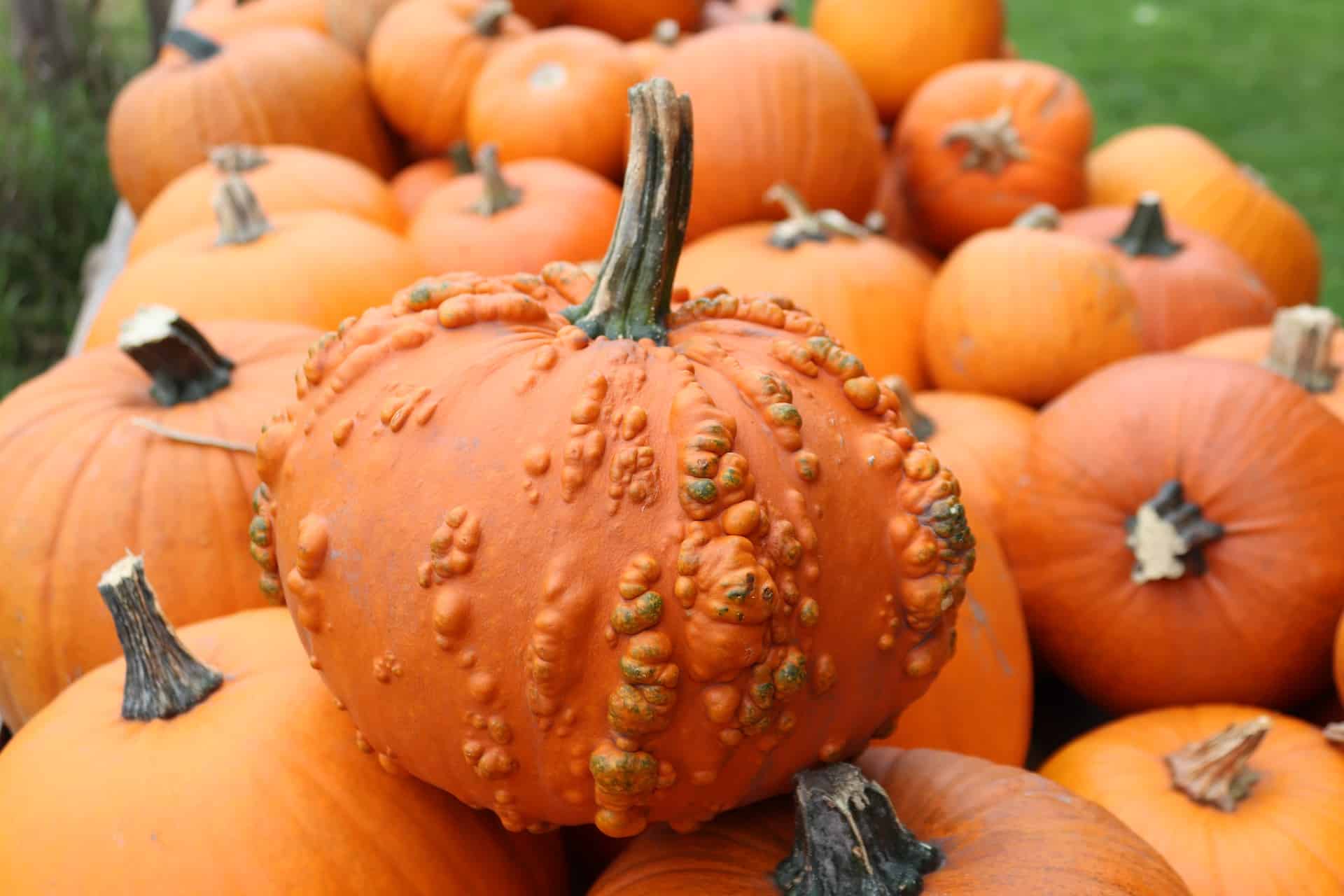 Pumpkin Patches in Broward 2024 South Florida on the Cheap