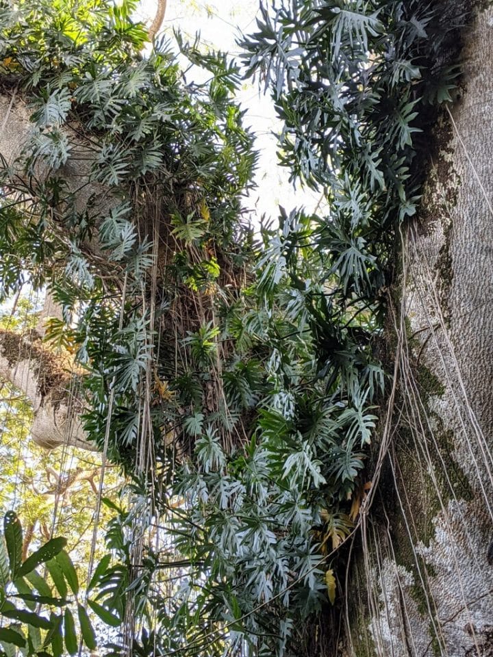 Flamingo Gardens in Davie offers discounts South Florida on the Cheap