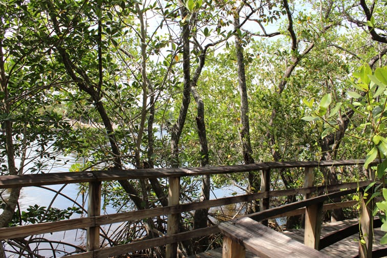 Secret Woods in Dania  offers  nature walks