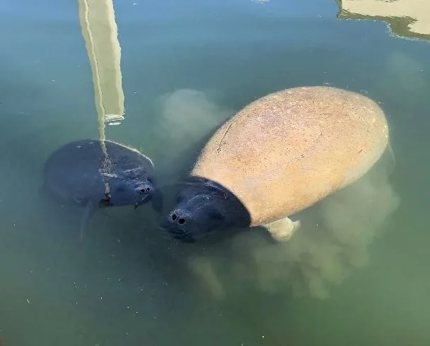 Where to see manatees in South Florida, including live webcam