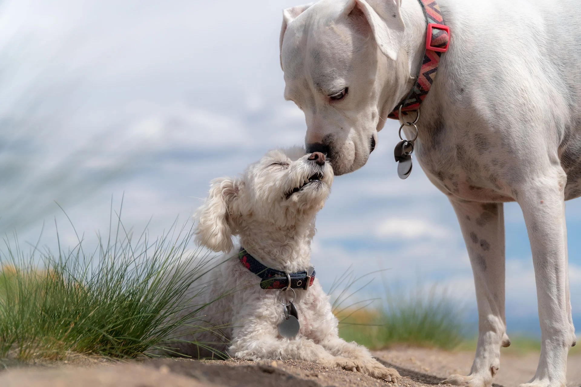 Doggie Market and Adoption Meetup in Coconut Grove