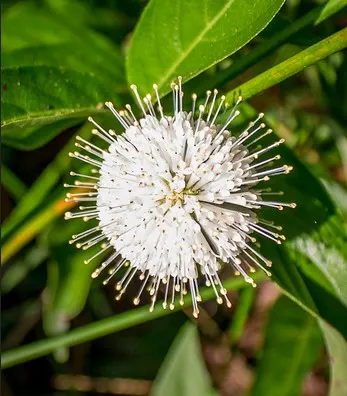 Pondhawk Natural Area is an urban oasis in Boca Raton with free entry & book walk
