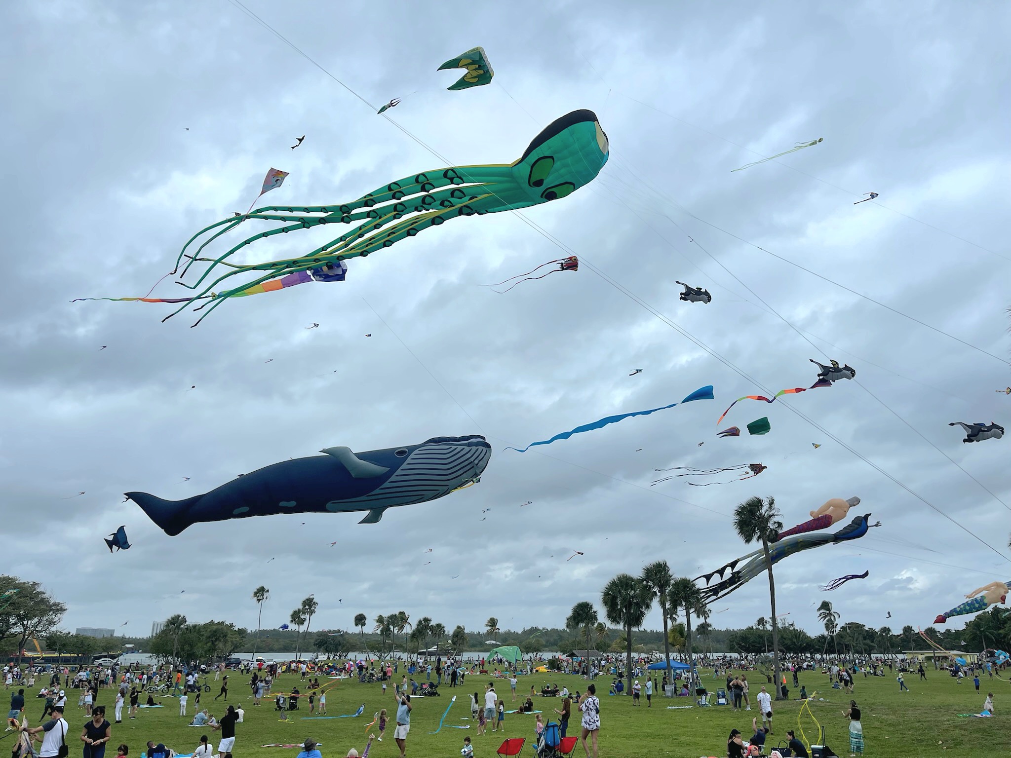 Free Kitetober Kite Festival at Haulover Park South Florida on the Cheap